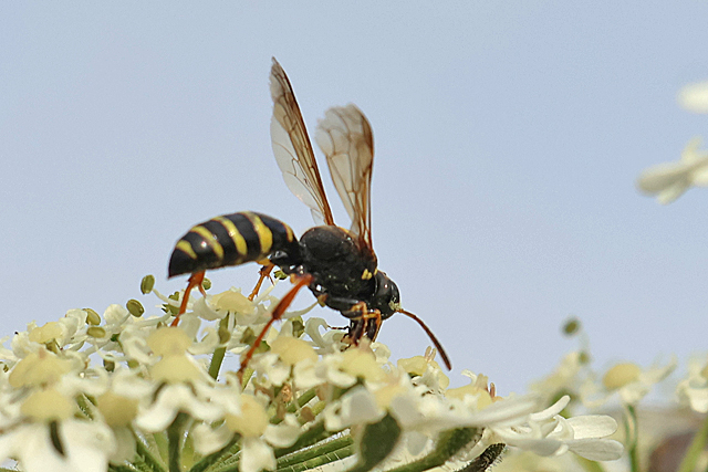 Gorytes quinquecinctus
